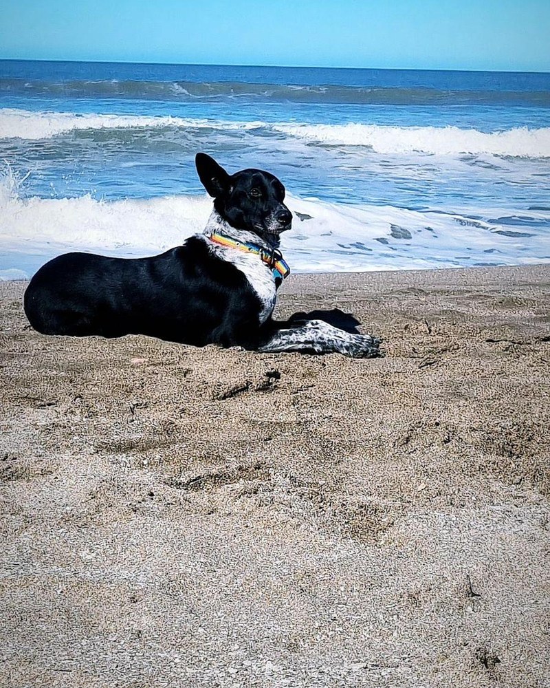 Aloha, a black and white dog, lying on the beach